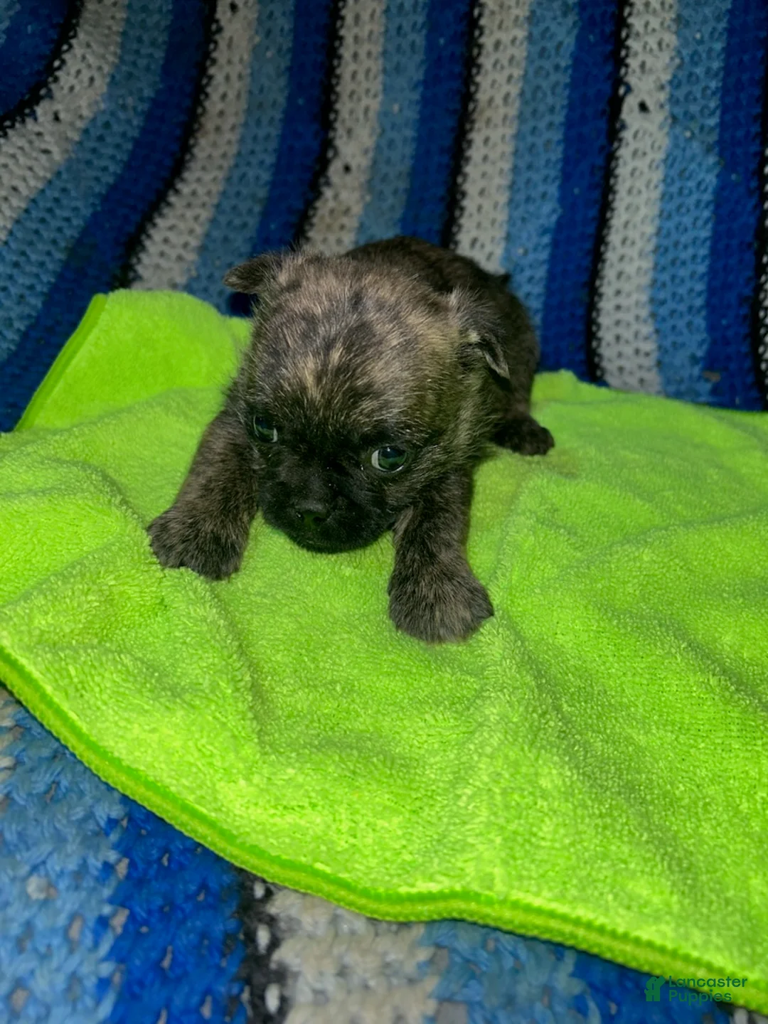 Mixed Breed dogs for sale: London - Ad 1