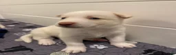 Siberian Husky dogs for sale: Blue Collar - Ad 3