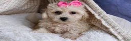 Bichpoo dogs for sale: NANCY - Ad 10
