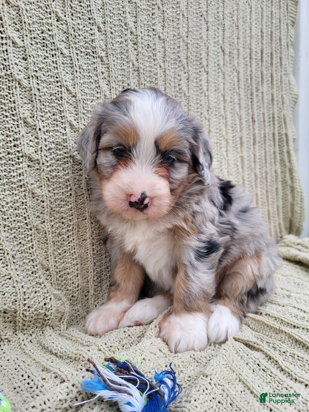 Mini Bernedoodle dogs for sale: Susie - Ad 2