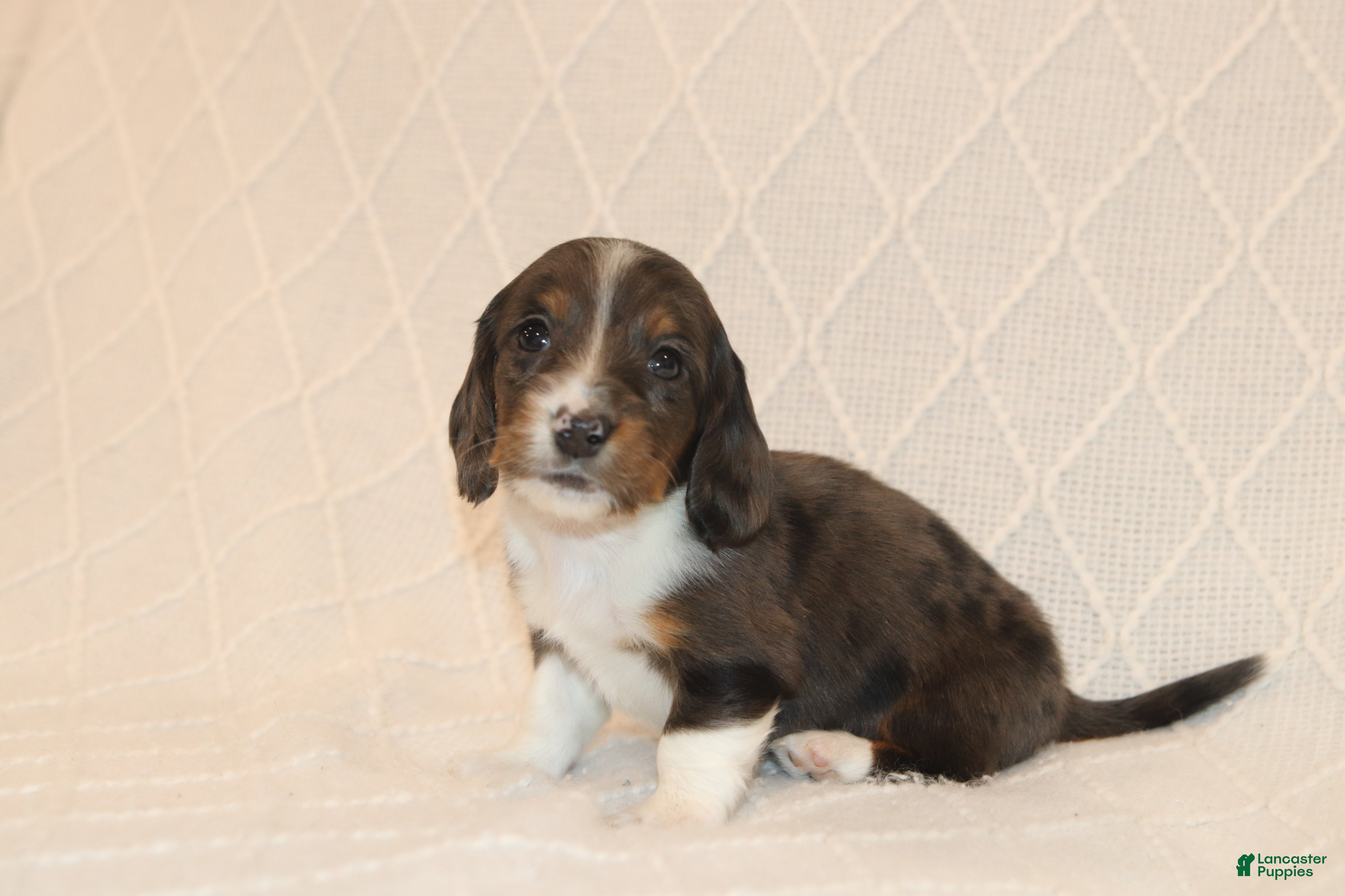 Miniature Dachshund dogs Toby - Ad 1