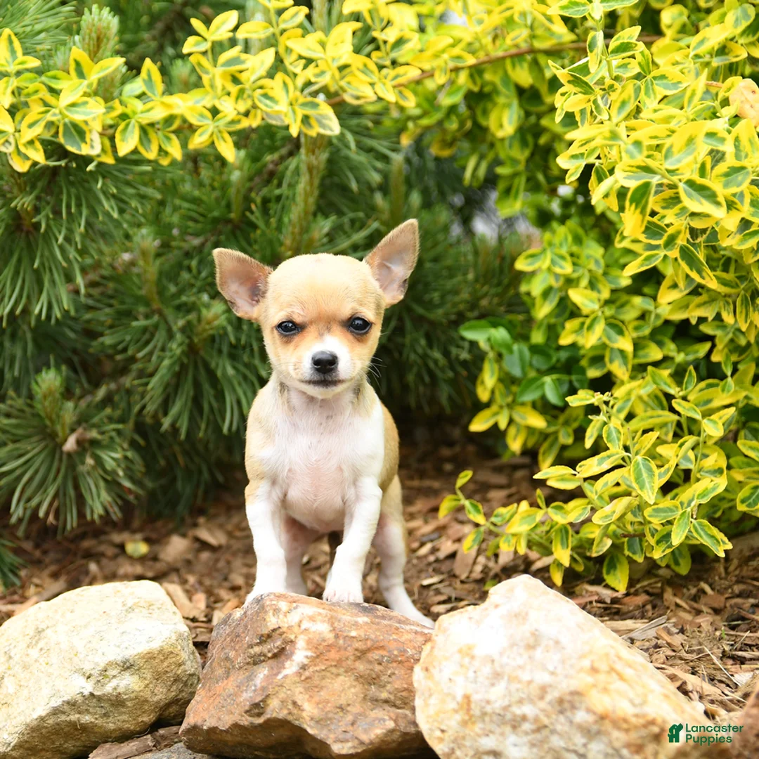 Chihuahua dogs for sale: Charlotte - Ad 3