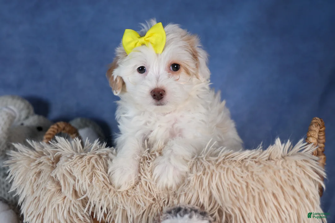 Havapoo dogs for sale: FRANNY - Ad 3