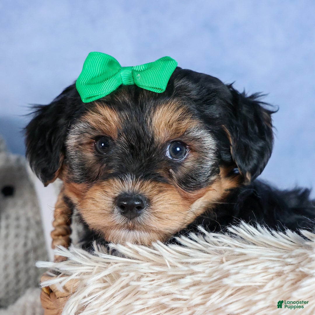 Yochon dogs for sale: MAX - Ad 15