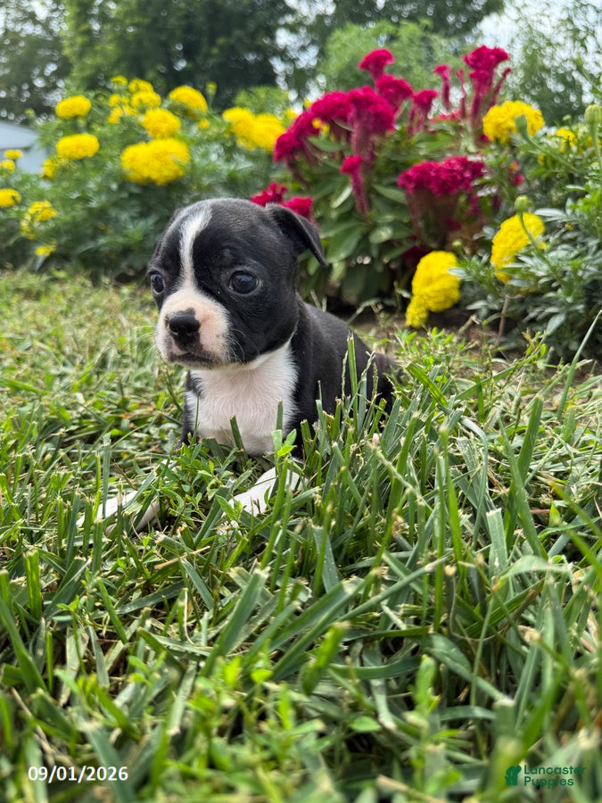 Boston Terrier dogs Hazel - Ad 2