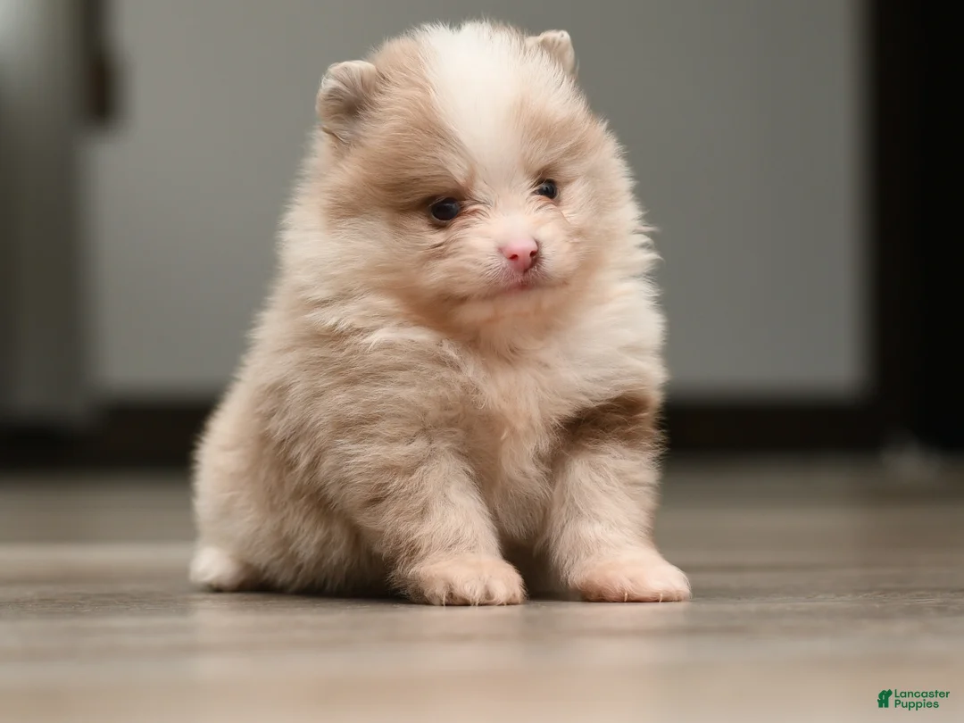 Pomeranian dogs for sale: Raina - Ad 1
