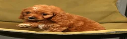 Cavapoo dogs for sale: Ruby - Ad 9