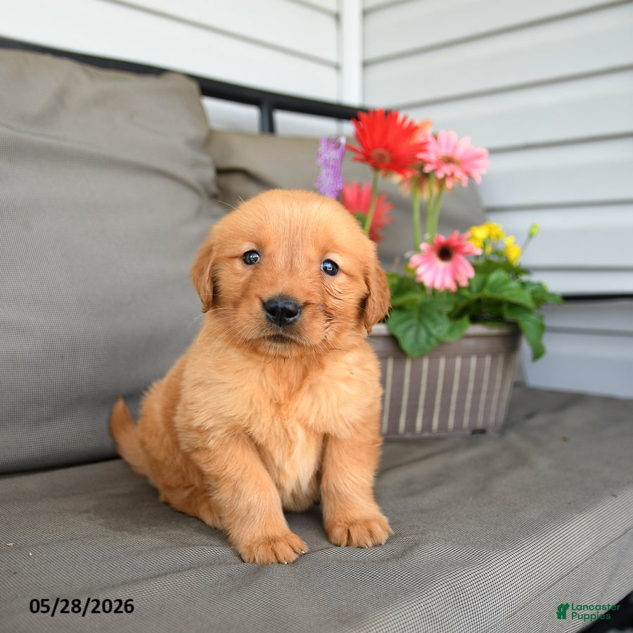 Golden Retriever dogs Mandy - Ad 1
