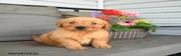 Golden Retriever dogs for sale: Mandy - Ad 1