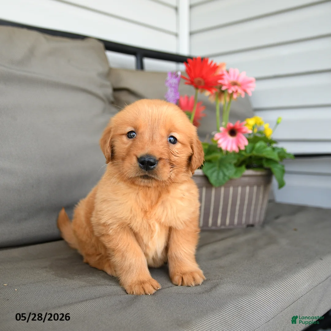 Golden Retriever dogs for sale: Mandy - Ad 1