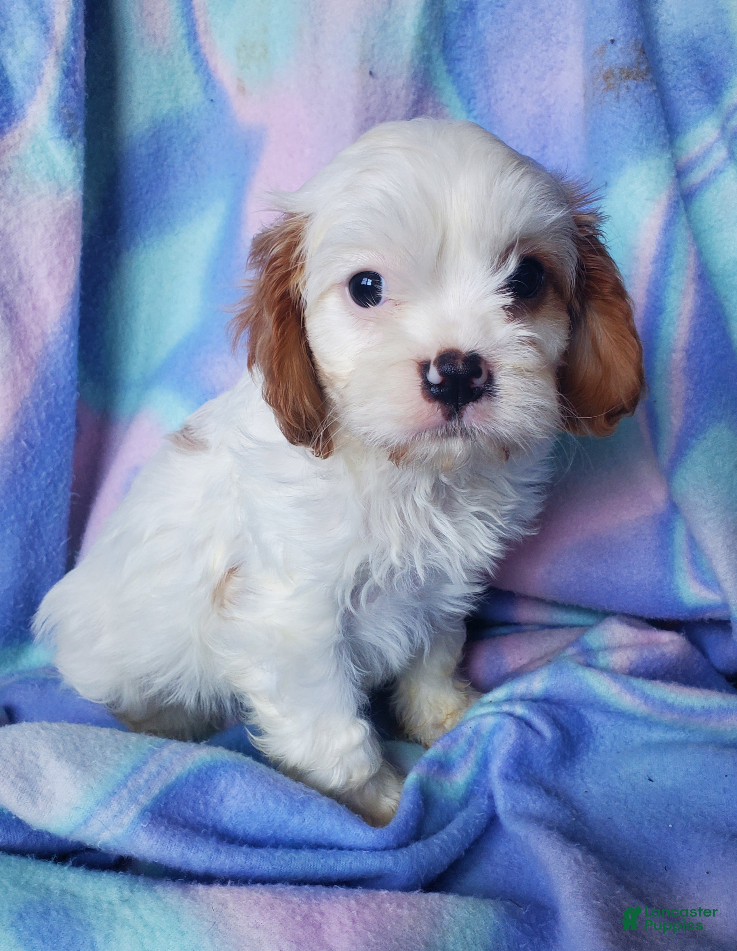 Cavachon dogs Evie - Ad 1
