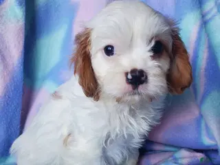 Cavachon dogs for sale: Evie - Ad 3