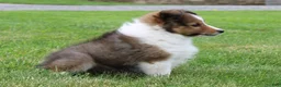 Shetland Sheepdog dogs for sale: Lark - Ad 4