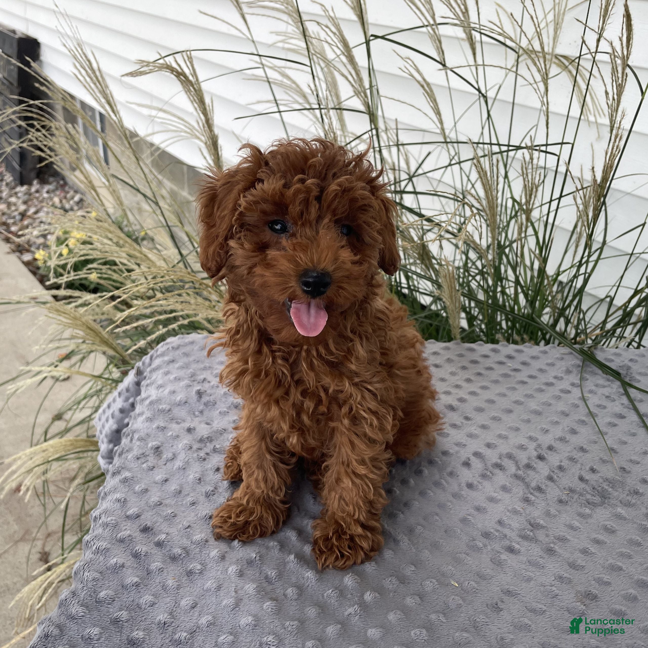 Toy Poodle dogs Danny - Ad 1