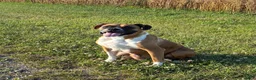 Boxer dogs for sale: Cody - Ad 8