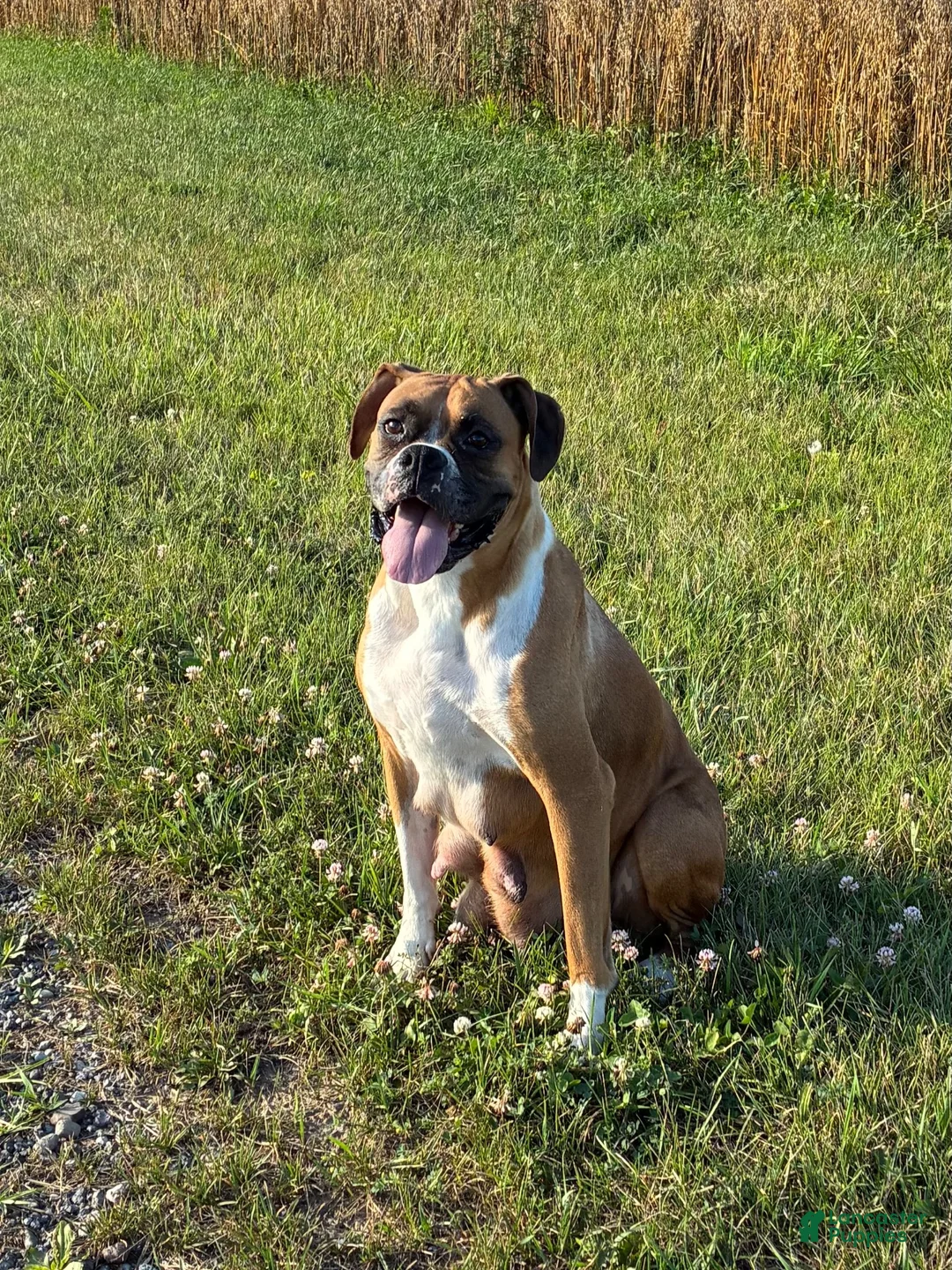 Boxer dogs for sale: Casey - Ad 7