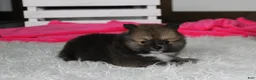 Pomeranian dogs for sale: Bailey  - Ad 8