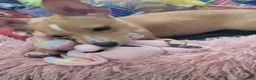Chihuahua dogs for sale: Miriam - Ad 7