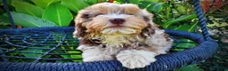 Havapoo dogs for sale: Elektra - Ad 11