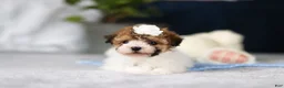 Toy Poodle dogs for sale: Analee - Ad 5