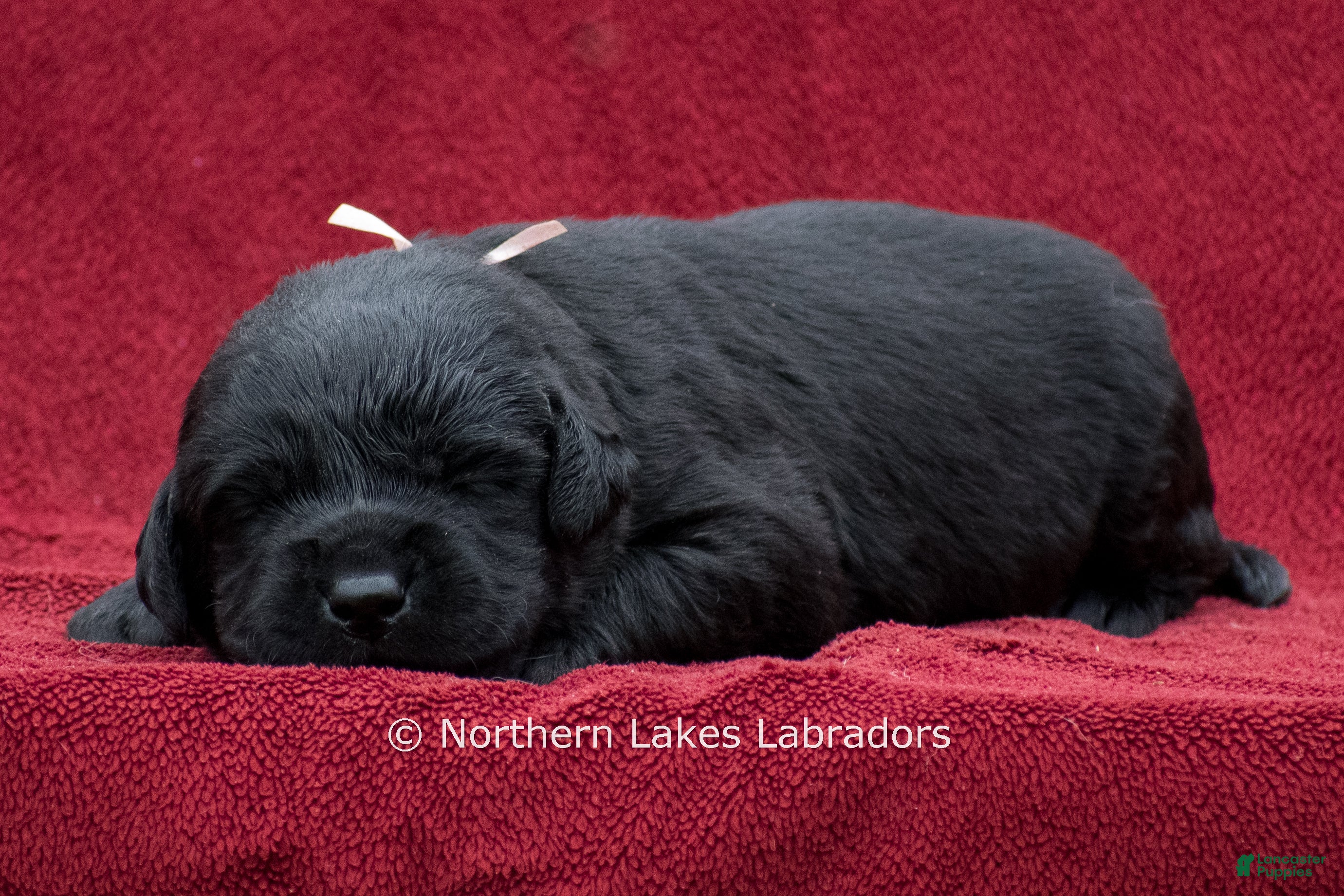 Labrador Retriever dogs Nellie - Ad 40