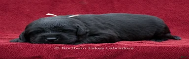 Nellie