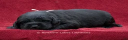 Labrador Retriever dogs for sale: Nellie - Ad 1