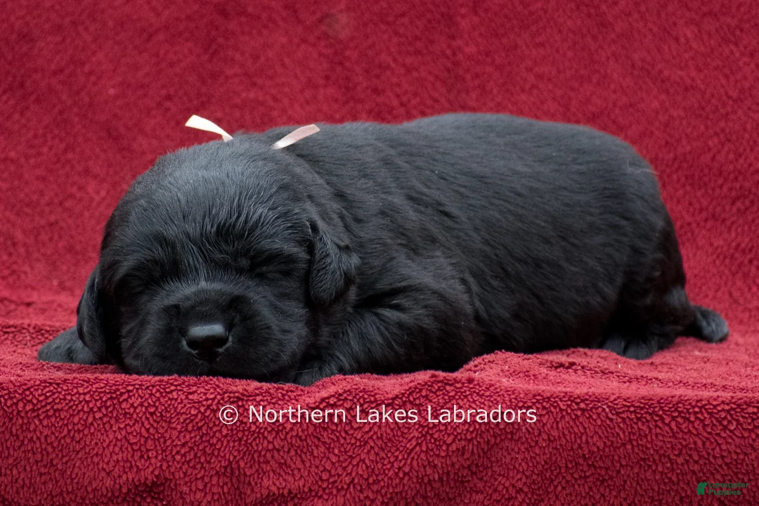 Labrador Retriever dogs for sale: Nellie - Ad 1