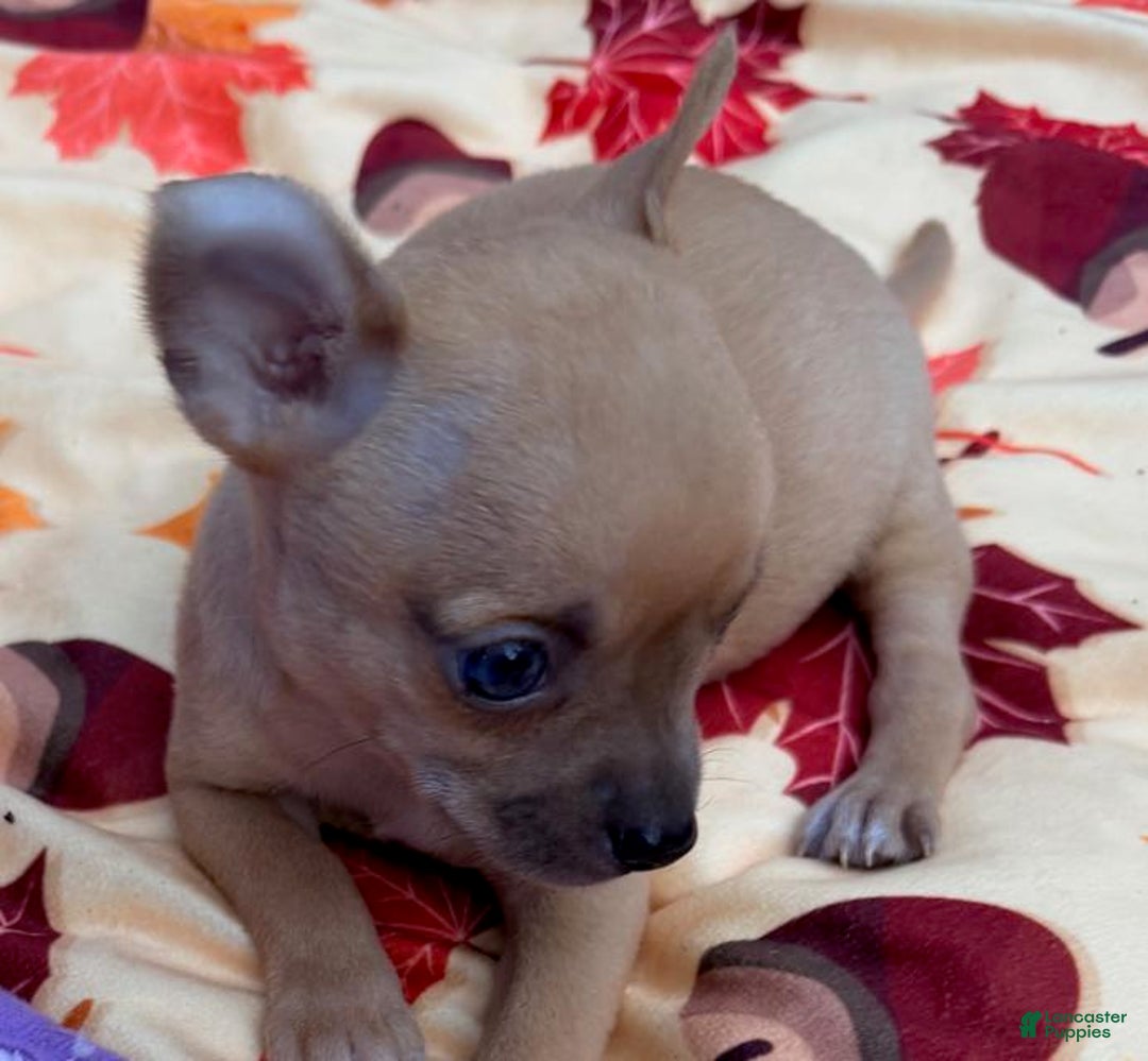 Chihuahua dogs for sale: Buddy - Ad 2