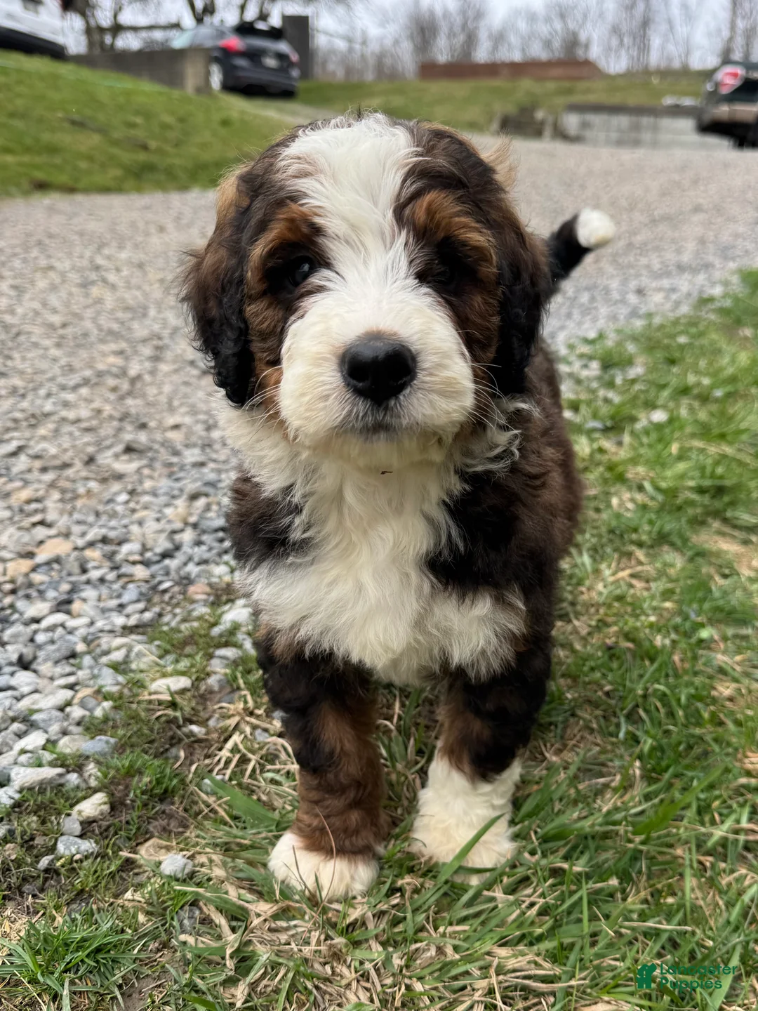 Bernedoodle dogs for sale: Milo - Ad 2