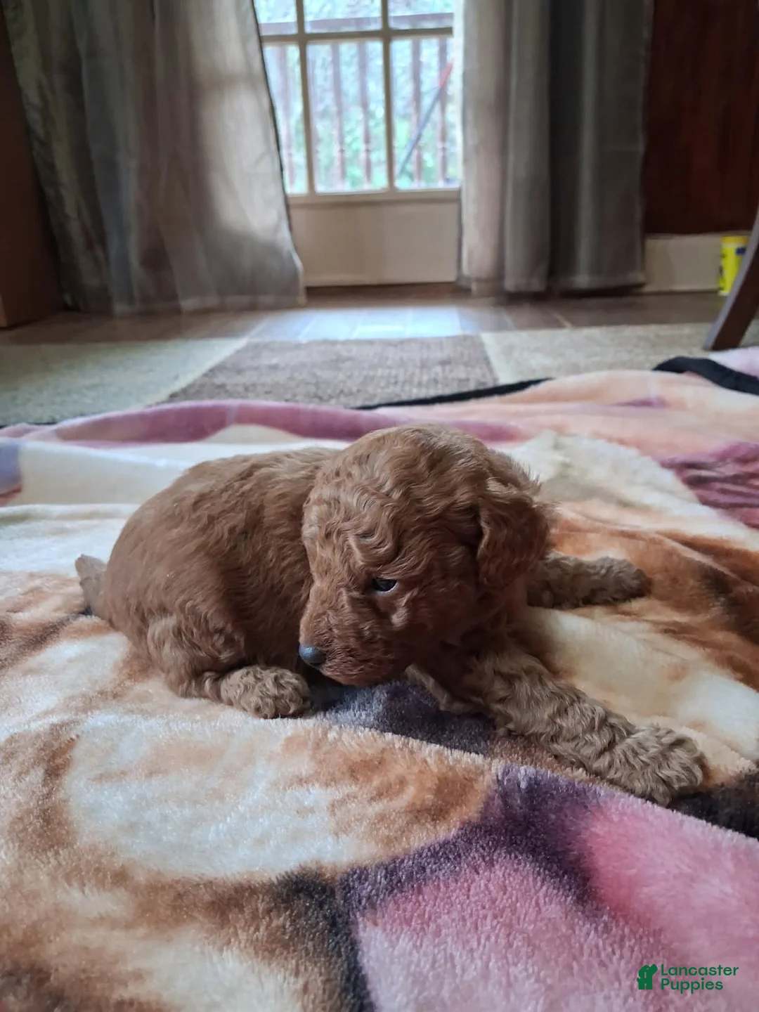 Mini Goldendoodle dogs for sale: Rusty - Ad 1