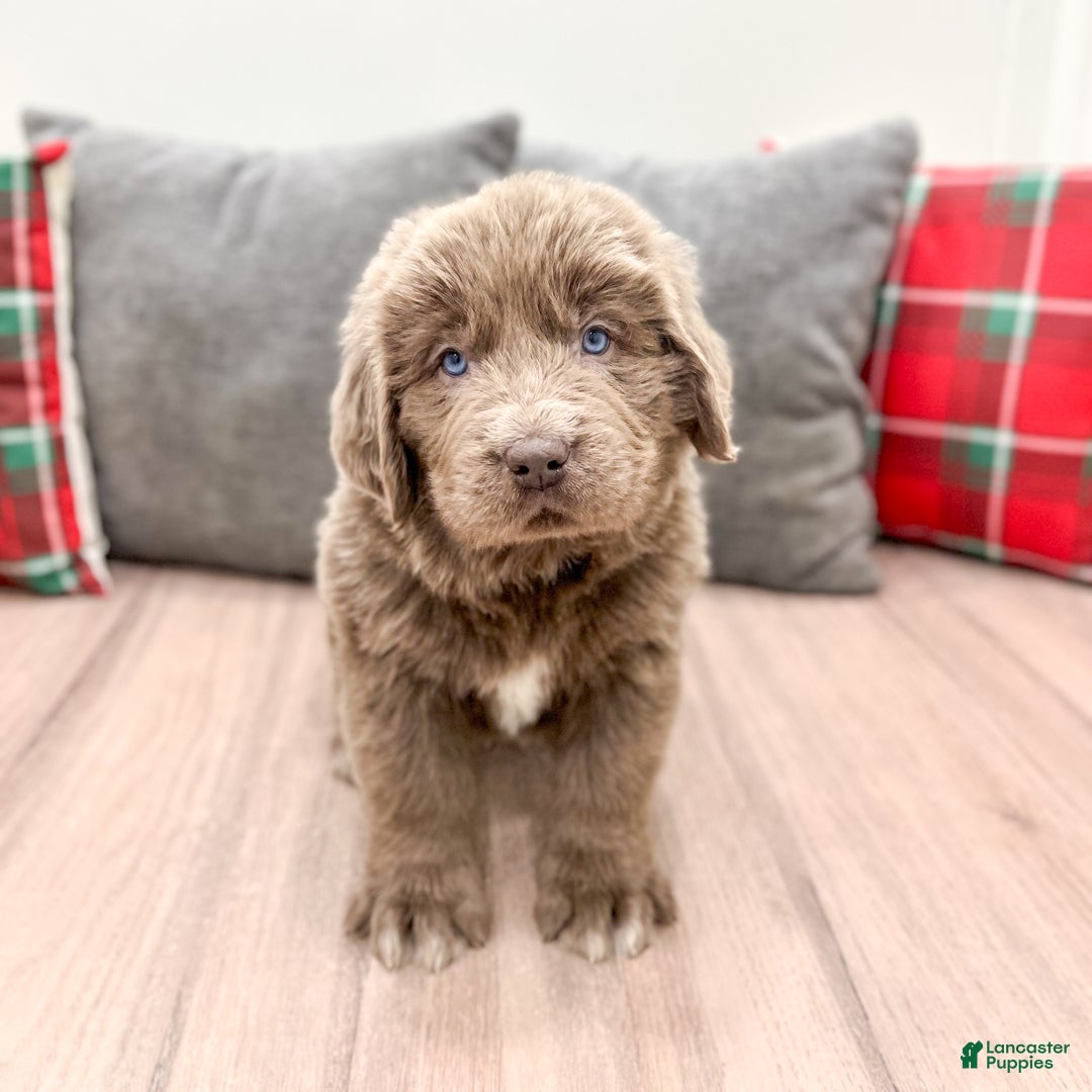 Newfoundland dogs for sale: Zeke - Ad 2