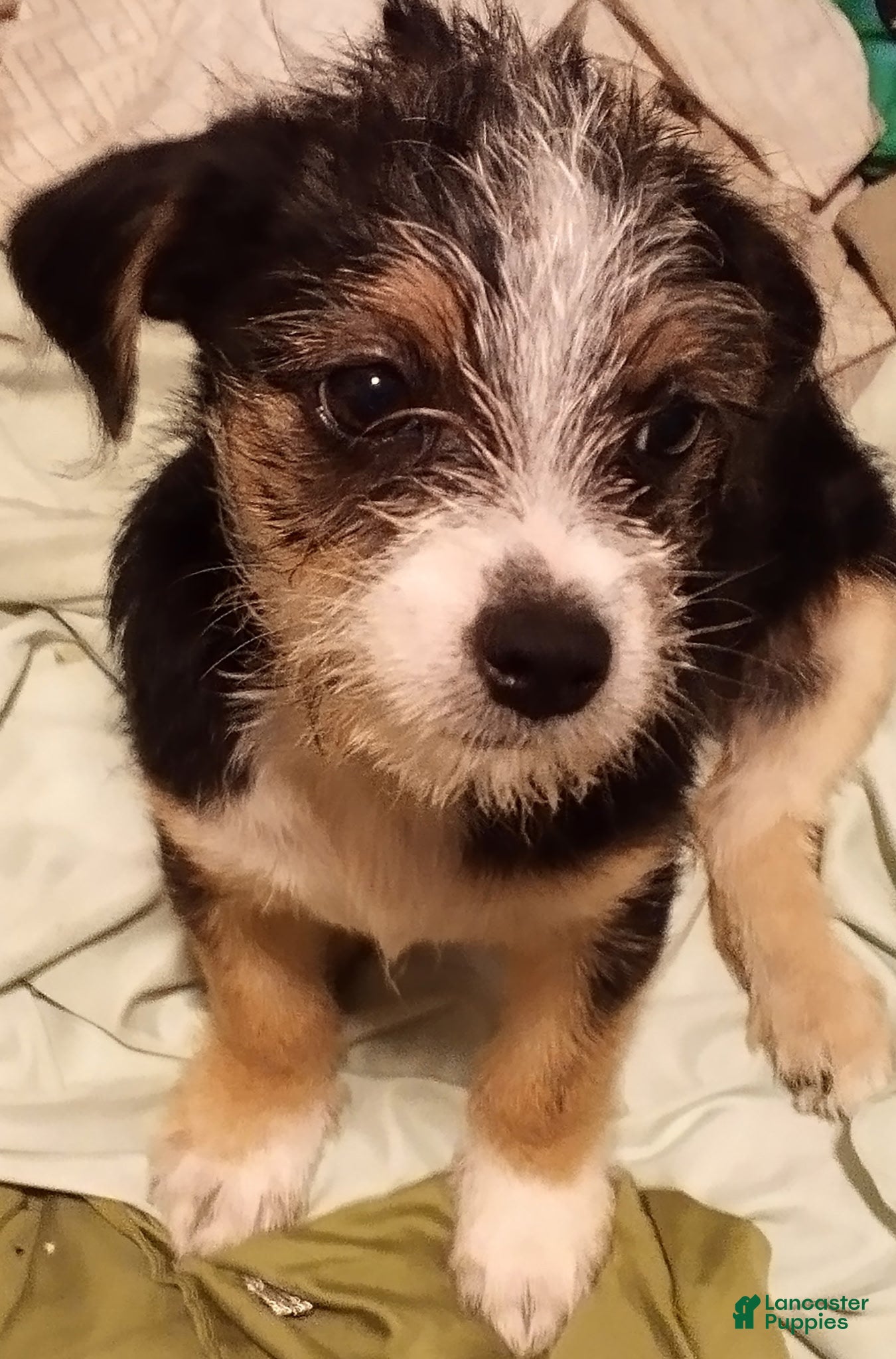 Mixed Breed dogs Mixed Breed 1 - Ad 42