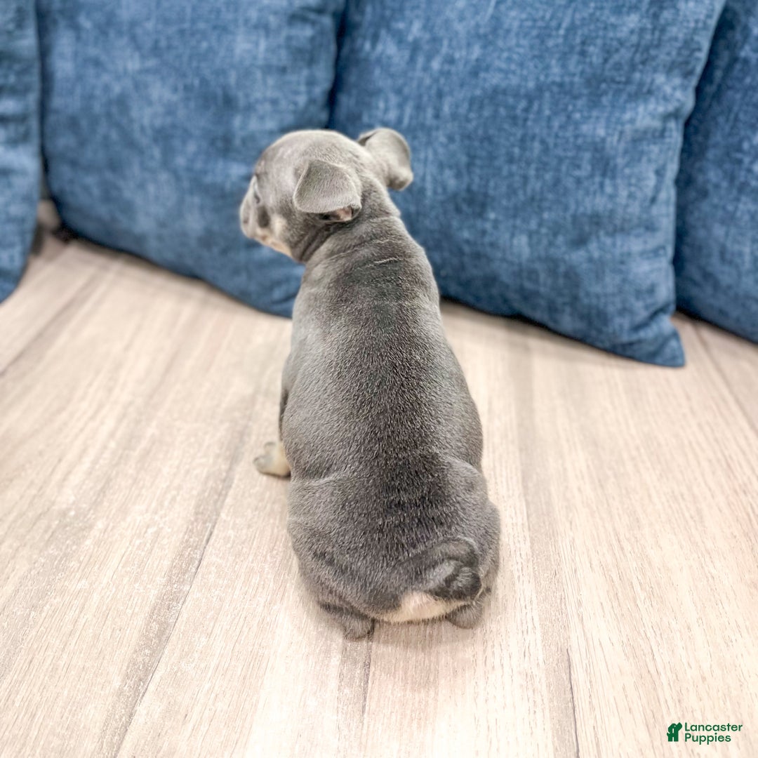 Mixed Breed dogs for sale: Paris - Ad 5