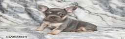 French Bulldog dogs for sale: Love Bug - Ad 14