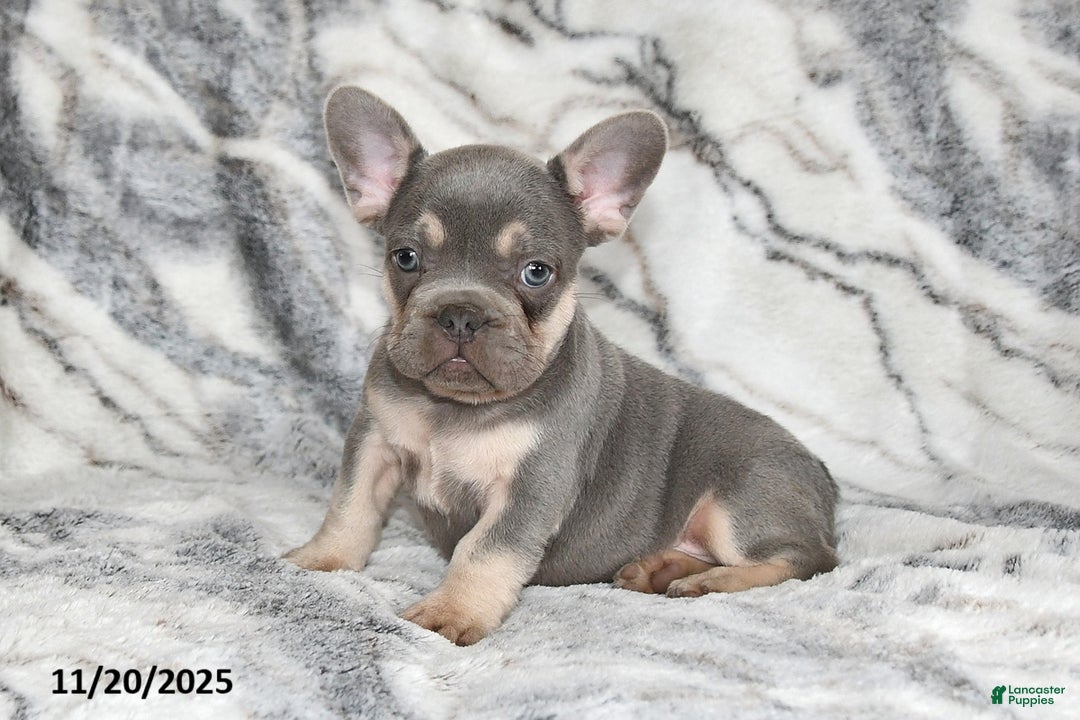 French Bulldog dogs for sale: Love Bug - Ad 14