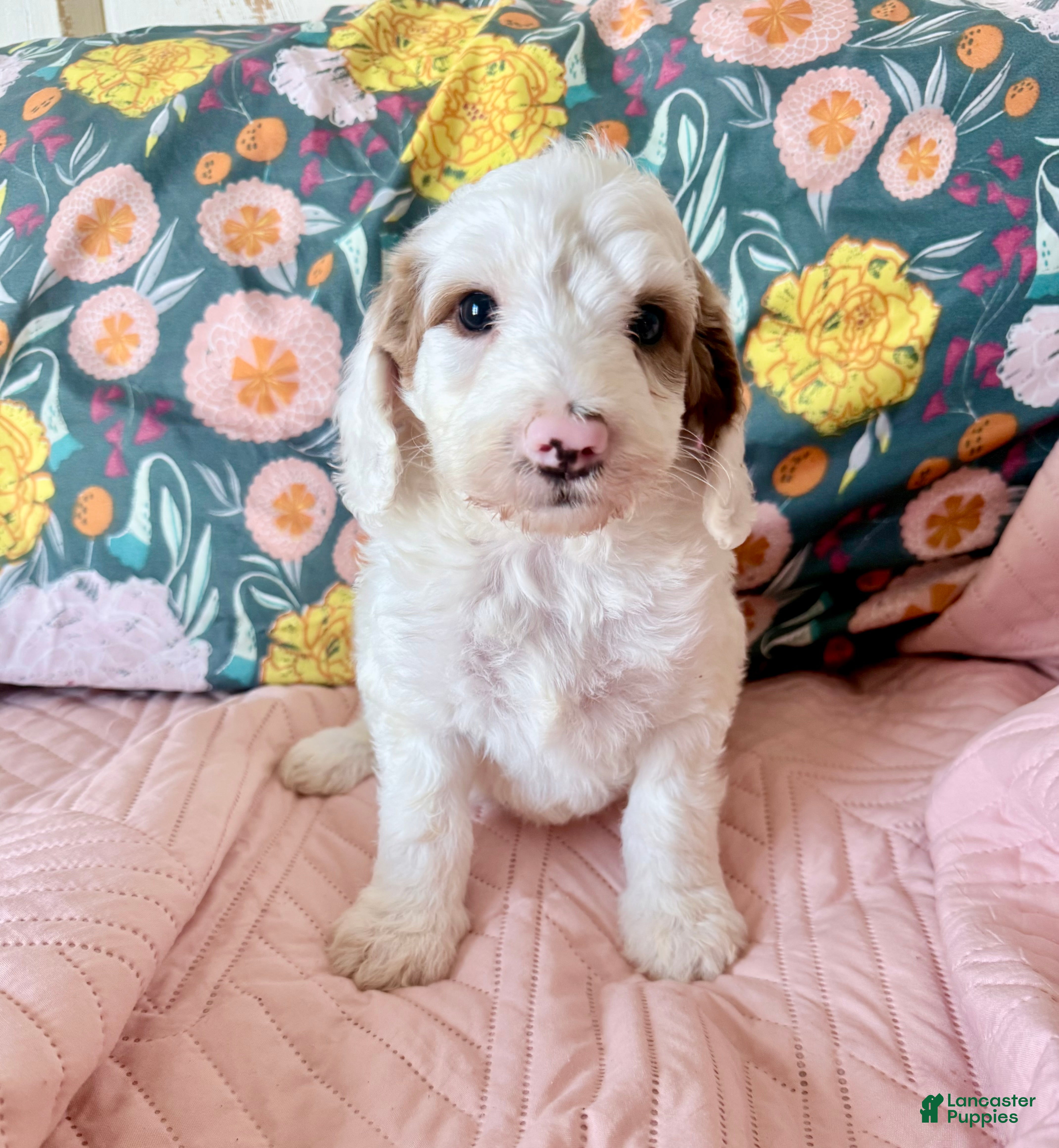 Irish Doodle dogs Irish Doodle Puppy 1 - Ad 6