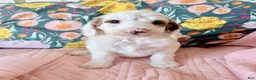 Irish Doodle dogs for sale: Irish Doodle Puppy 1 - Ad 1