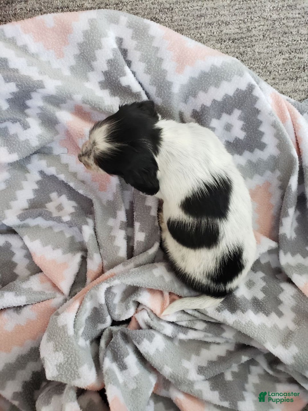 Miniature Dachshund dogs for sale: Gem  - Ad 3