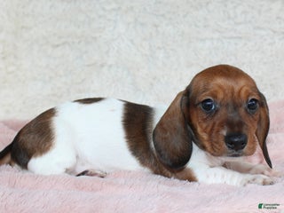 Dachshund dogs - Ad 4