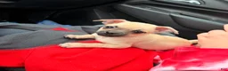 Mixed Breed dogs for sale: Goldy (female) - Ad 1