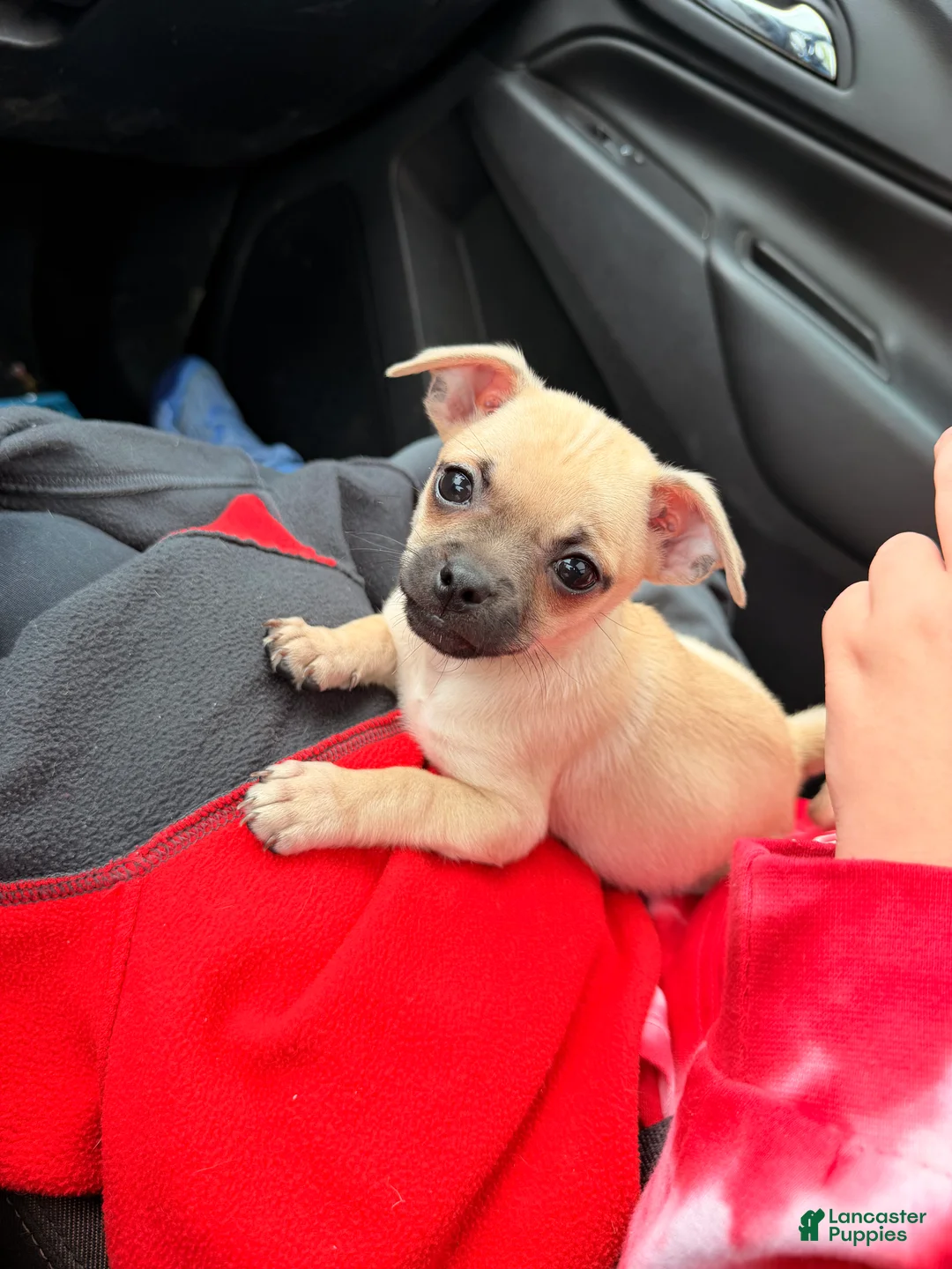 Mixed Breed dogs for sale: Goldy (female) - Ad 1