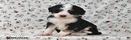 Bernedoodle dogs for sale: Max - Ad 2