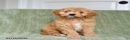 Cavapoo dogs for sale: Kenzie - Ad 1