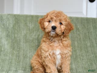 Cavapoo dogs Kenzie - Ad 35