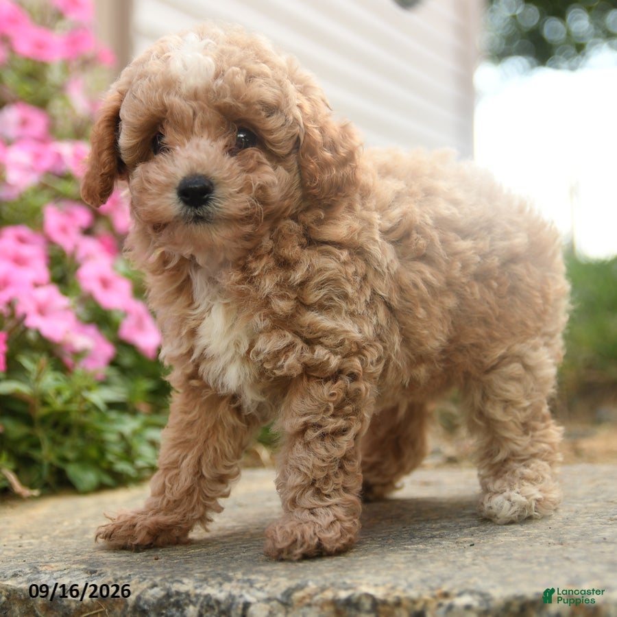 Toy Poodle dogs Olaf - Ad 2