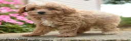 Toy Poodle dogs for sale: Olaf - Ad 2