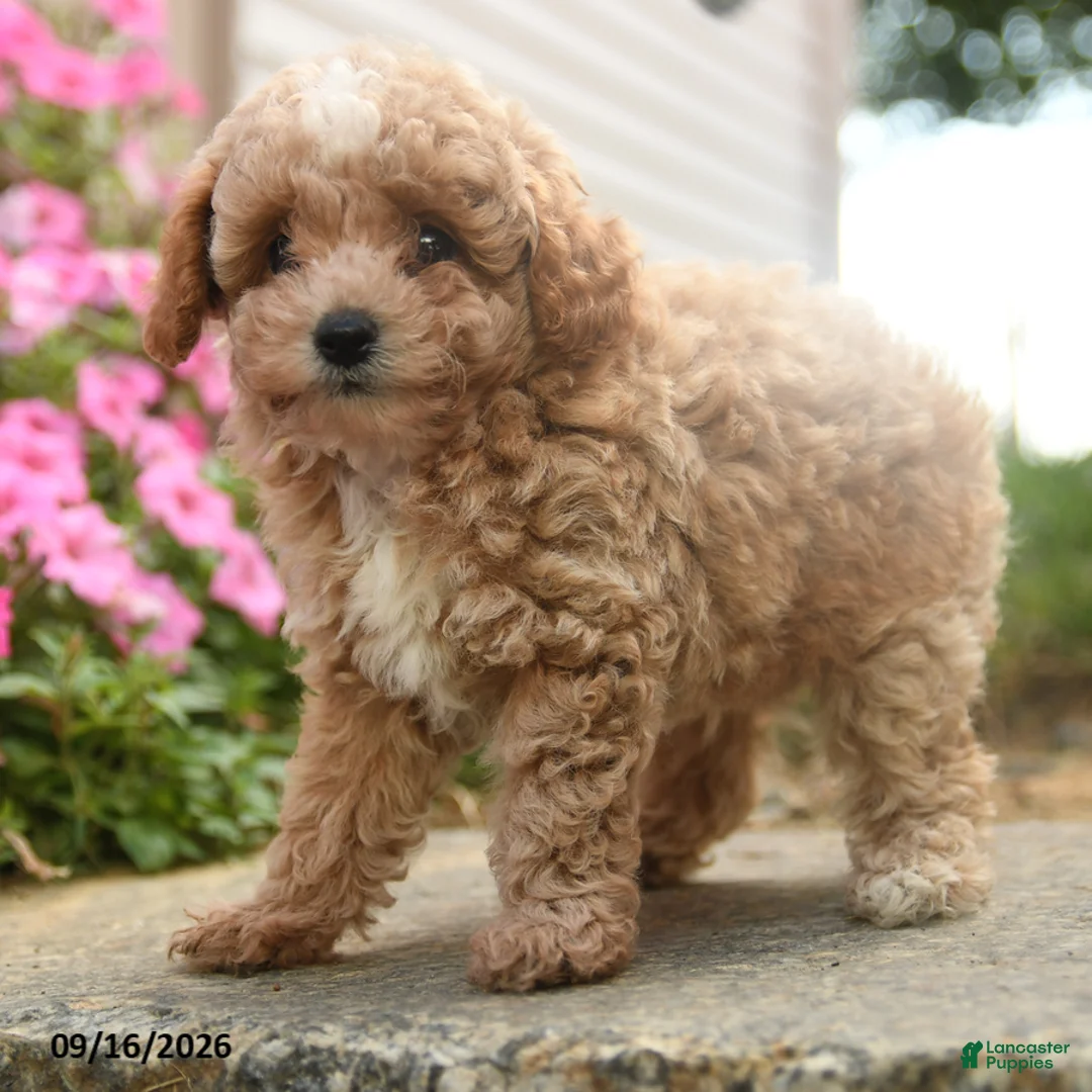 Toy Poodle dogs for sale: Olaf - Ad 2