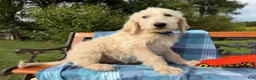 Labradoodle dogs for sale: Saffron (Girl) - Ad 6