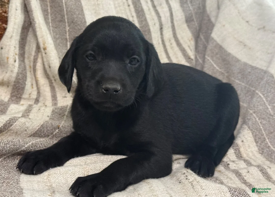 Labrador Retriever dogs for sale: Bea - Ad 4